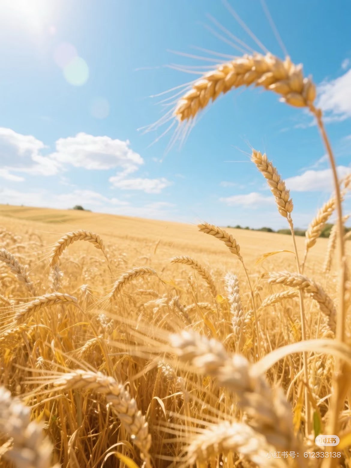 Wheat Shadows