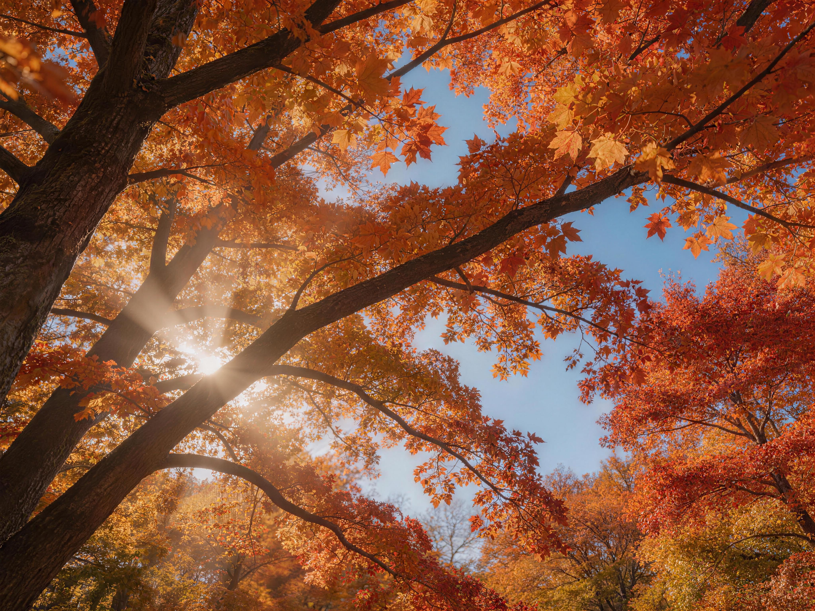 Crimson Maple